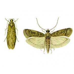 Insektflde stor, Tobaksml (Ephestia Elutelia) 