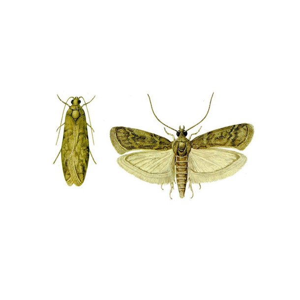 Insektflde stor, Tobaksml (Ephestia Elutelia) 